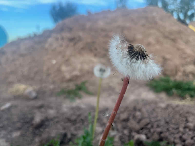 Dandylion almost blown out.